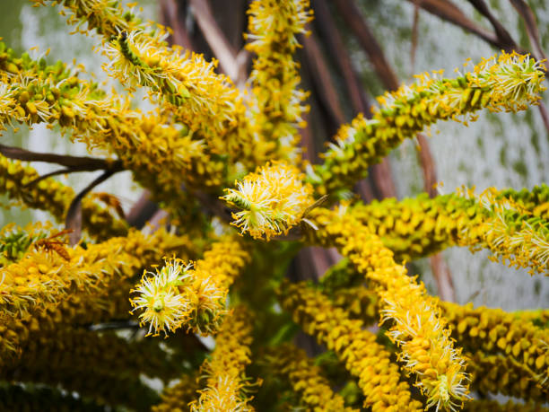 Close-up view of yellow drupes of a palm tree in bloom