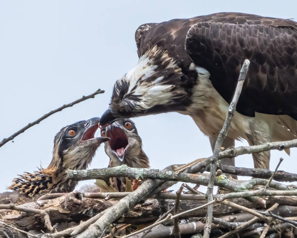 osprey in flight