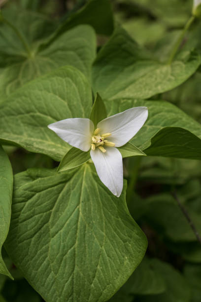 istock The crow's eye plant blooms in the forest 2156762567