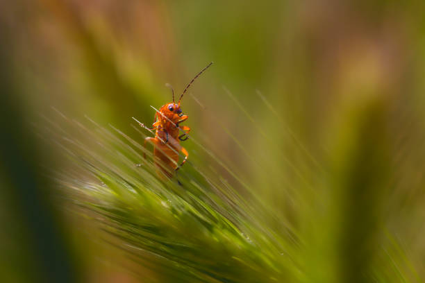 common red soldier beetle