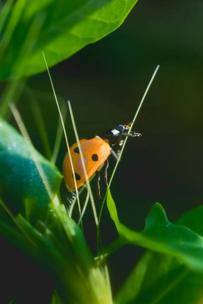 istock ladybug close-up in the morning light 2156763516