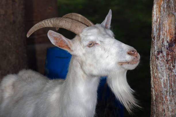 A white goat with horns in a farm enclosure. This dairy farm animal enjoys nature and greenery in a rural setting, showcasing agriculture and countryside life.