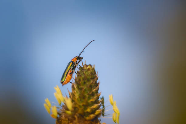 Oedemeridae may be defined as slender, soft-bodied beetles of medium size found mostly on flowers and foliage. The head lacks a narrow neck, the antennae are long and filiform, the pronotum lacks lateral edges and is much narrower than elytra, the tarsi are heteromerous with bilobed penultimate segment, the procoxal cavities are open behind and the procoxae are conical and contiguous.