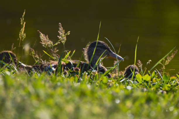 The Mallard is the most common of the so-called \