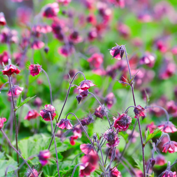 istock Nature background with spring flowers. Selective and soft focus. Close up. 2156764453