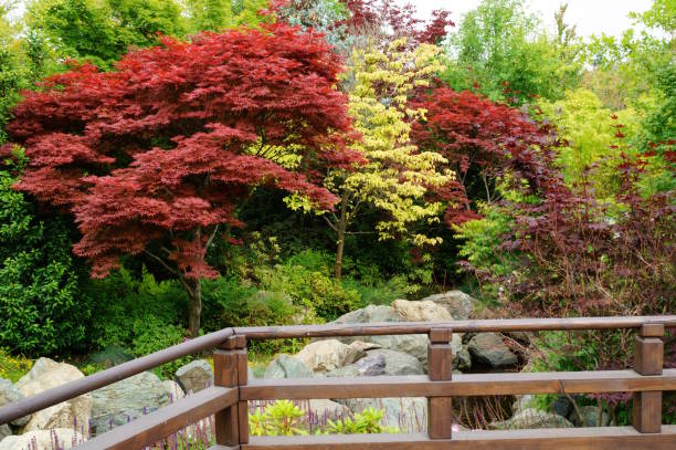 istock A beautiful natural park with green trees and bushes. 2156766078