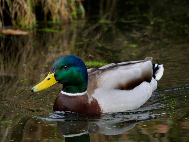 istock male mallard duck floating on water 2156766352