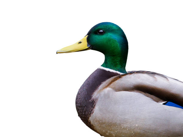 istock portrait male mallard duck isolated on white background 2156766358