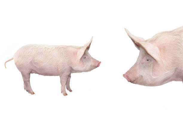 istock big pig isolated on white background 2156766370