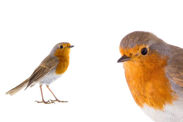 wildlife photography