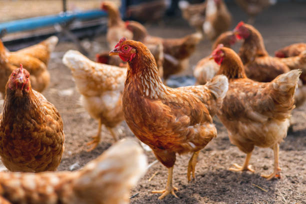 istock group of chickens are standing in a field 2156766895