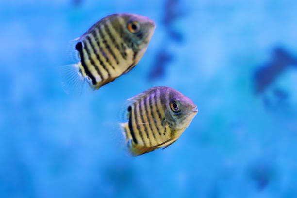 istock Banded cichlid fish - Heros efasciatus 2156767027