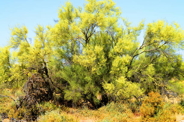 The Foothill Palo Verde (Cercidium microphyllum) has yellow-green branches and leaves. It is the Arizona State Tree. The trunk and stems are green to help with photosynthesis,giving the name palo verde, which translates to 'green pole' or 'green stick'.  Shot with a canon 5d mark 3