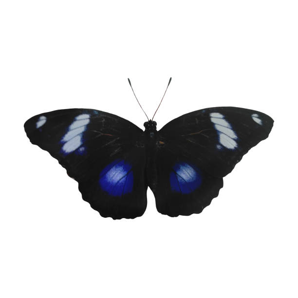 istock Tropical Butterfly Isolated on White Background. 2156771329