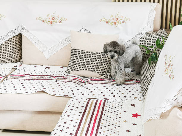 istock A gray little Teddy dog on the sofa 2156772580