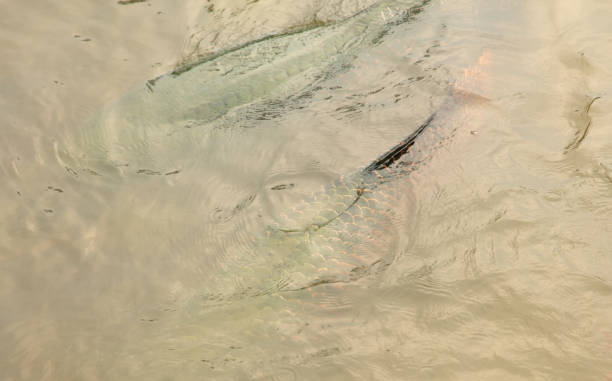 istock Arapaima swims on the surface of the water. Amazonian fish 2156773043