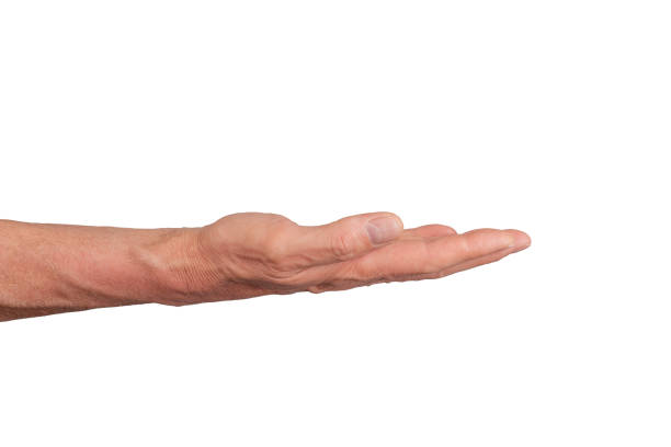 istock Open palm hand holding or giving something, isolated on white background. Gesture indicating 2156774188