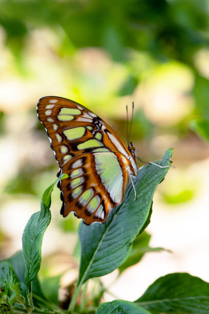 Swallowtail butterfly on the leaf