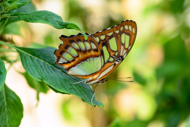 istock Malachite Butterfly, brown and green color 2156777655