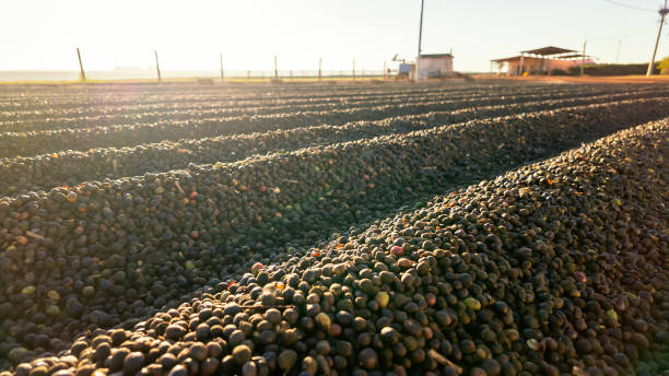 istock Coffee beans drying in the floor. 2156778350