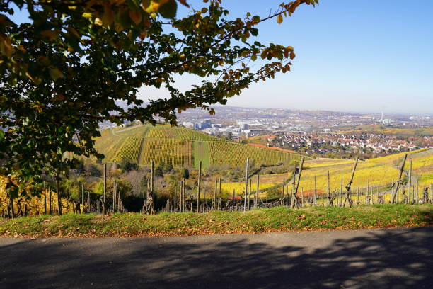 istock Tree shadow at the vineyard in autumn 2156778816