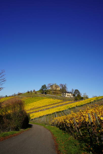 istock Footway between the vineyards in autumn 2156778847