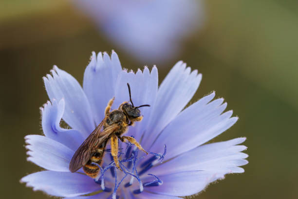 istock Halictus rubicundus bee on chicory flower with bokeh and negative space 2156779898