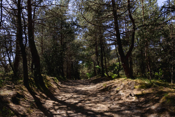 istock A walk along the Curonian Spit Kaliningrad region 2156779995