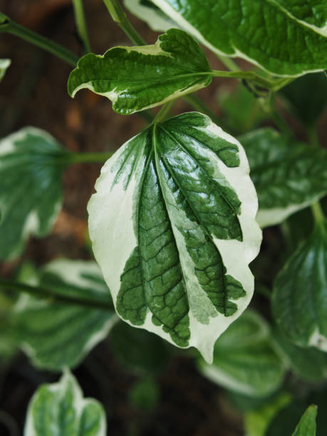 istock Piper sarmentosum variegated leave green and white 2156780293