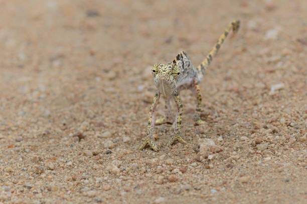 istock flap-necked chameleon in the Greater Kruger 2156780460