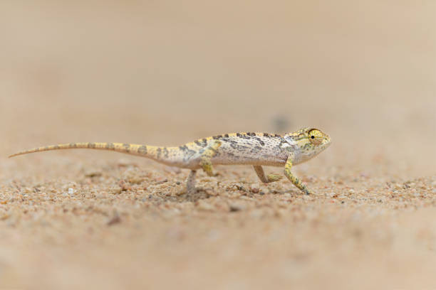 flap-necked chameleon (Chamaeleo dilepis) walking in an open space in the savannah in the Greater Kruger Region in South Africa