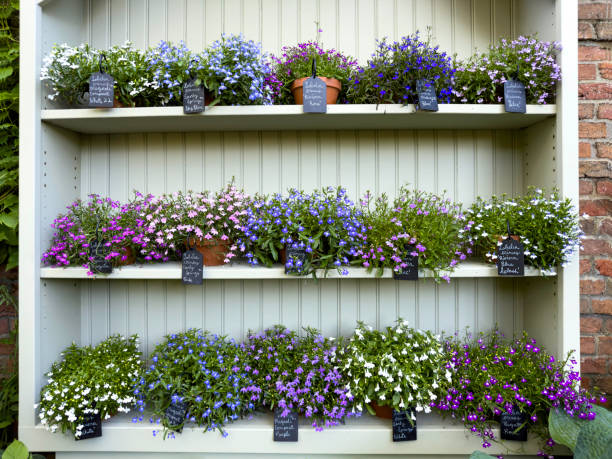 Many varieties of Lobelia plants with identifying tags
