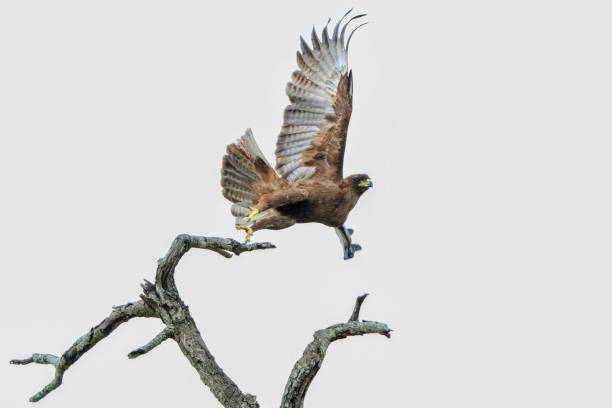 istock Tawny Eagle in the Kruger National Park 2156780712