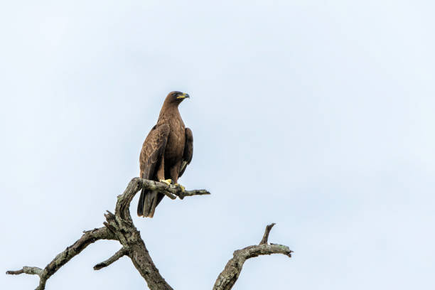 istock Tawny Eagle in the Kruger National Park 2156780785