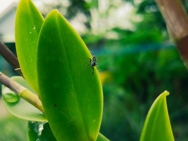 Underneath view of a small black white striped jumping spider sitting on the underside of a fresh leaf which is exposed to sunlight with bokeh background.