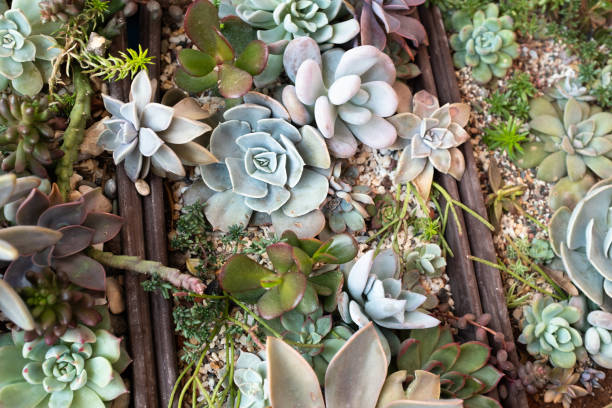 istock Succulent background, selective focus. Composition of colorful succulents for publication, poster, calendar, post, screensaver, wallpaper, cover, website. High quality photo 2156782139