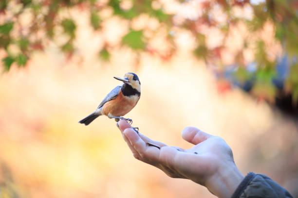 A sittiparus varius getting food from the palm of his hand