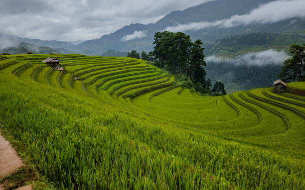 istock Mu Cang Chai terraced fields, Yen Bai, Vietnam 2156783223