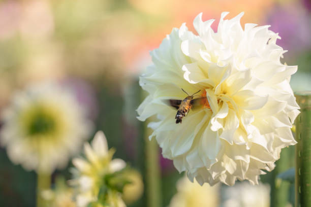 Large pale yellow dahlia flowers and a hawkmoth