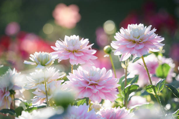 Beautiful large pink dahlia flowers