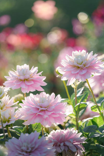 istock Beautiful large pink dahlia flowers 2156783499