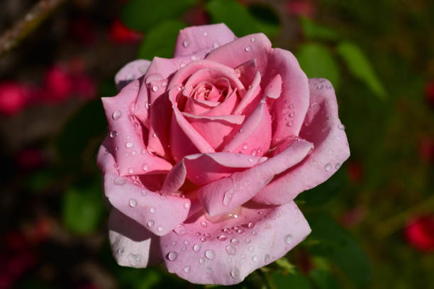 One pink rose with drops of dew after the rain. stock photo