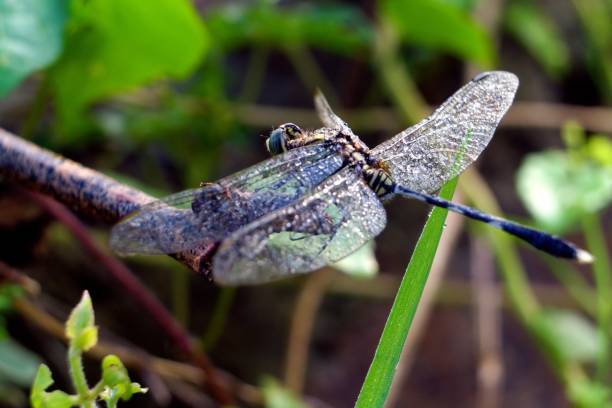 istock photo macro of dragonfly 2156783755