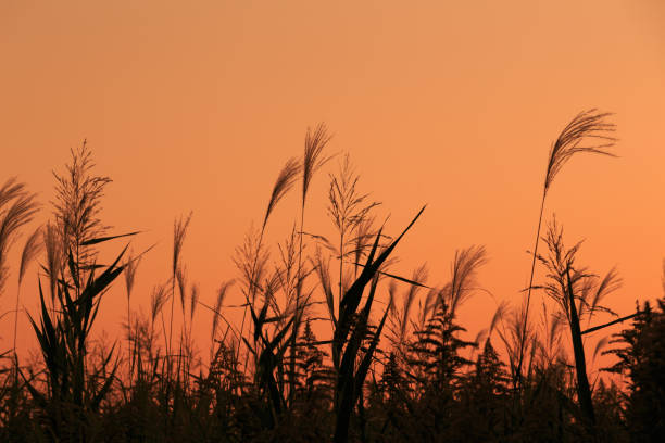 Silhouette of silver grass meadow at dusk