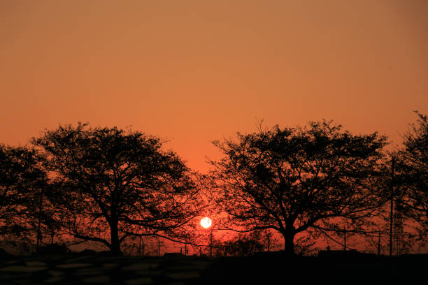 Silhouettes of the sky and trees at dusk