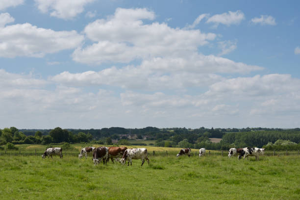 istock Le Perche - champs et vaches normandes 2156785245
