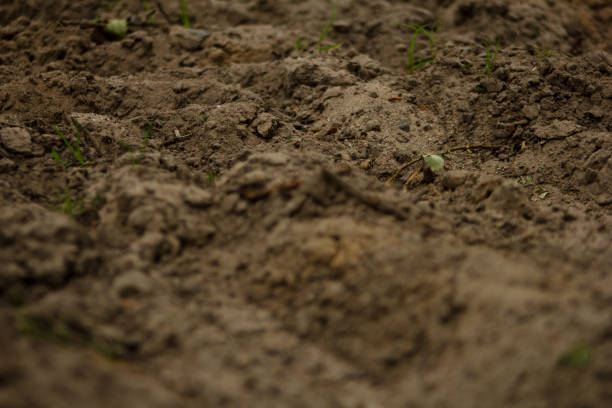 Sand Texture. High quality photo