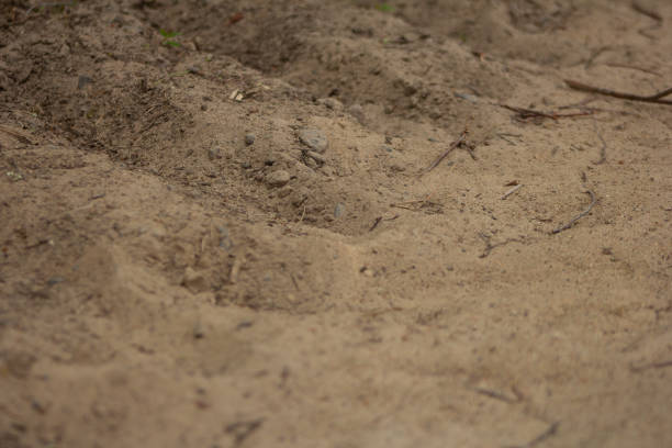 Sand Texture. High quality photo