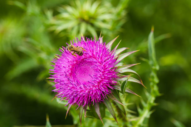Carduus nutans, nodding thistle in the field