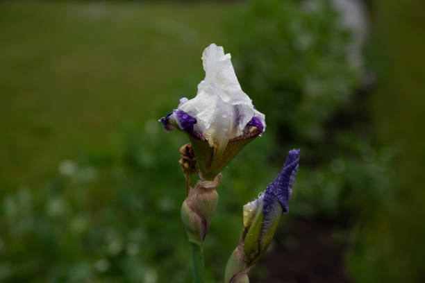 dewy iris flower in outdoor park on rainy day